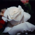 rosa_bianca